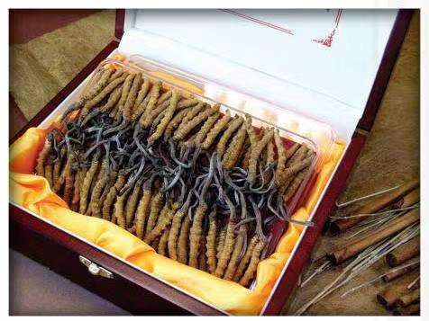 雨湖冬虫夏草回收